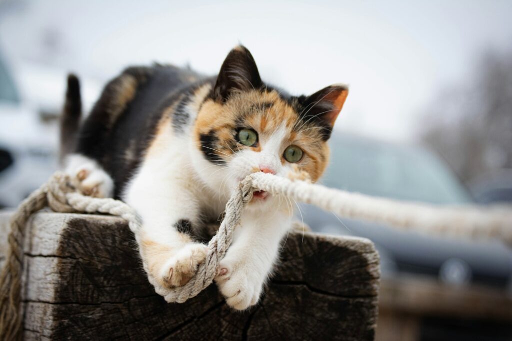 a cat is playing with a rope on a post