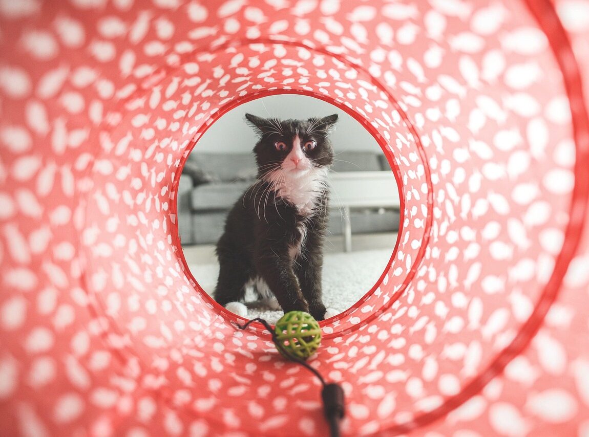 cat, play, toy, tunnel, cute, domestic, nature, animal, pet, furry, feline, domestic cat, cat portrait