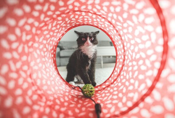 cat, play, toy, tunnel, cute, domestic, nature, animal, pet, furry, feline, domestic cat, cat portrait