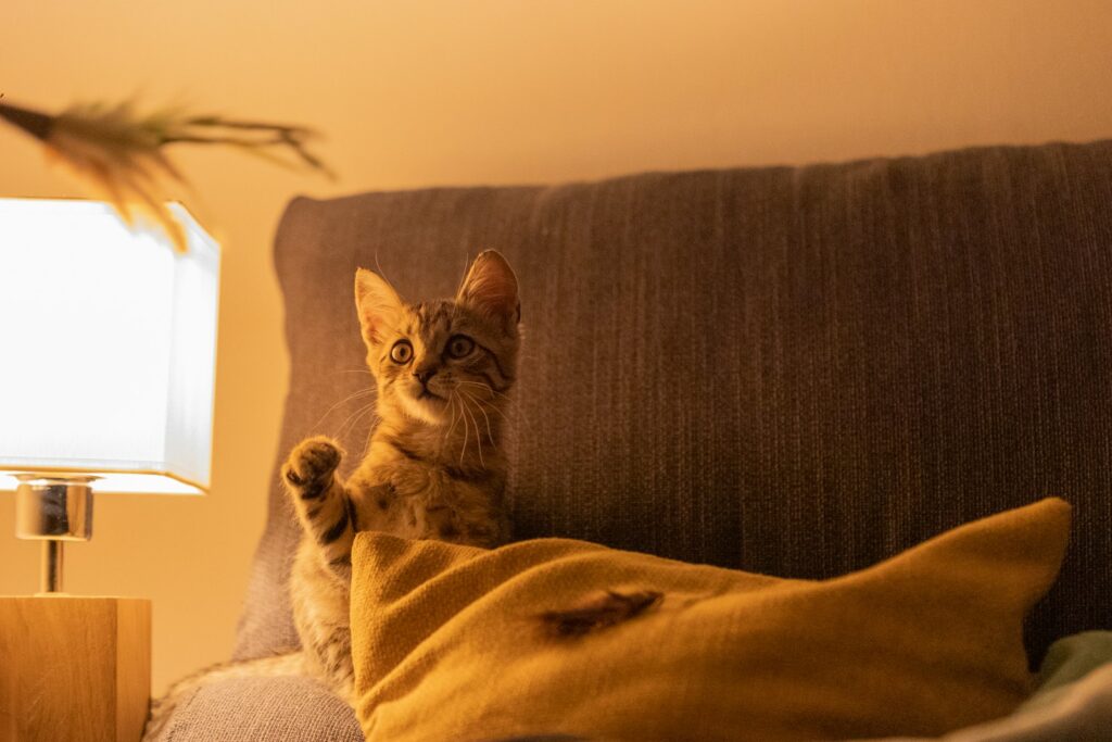 Un chat domestique tigré, assis sur un lit veut jouer et regarde son humain endormi sous la couette
