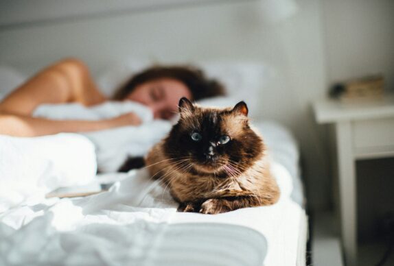 un chat sur un lit qui attend que son humain se réveil il est 4 heures du matin