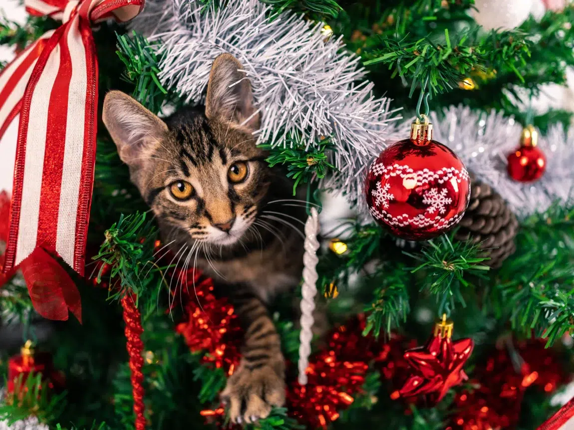 chat qui joue dans un sapin de noël