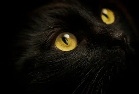 races de chats noirs