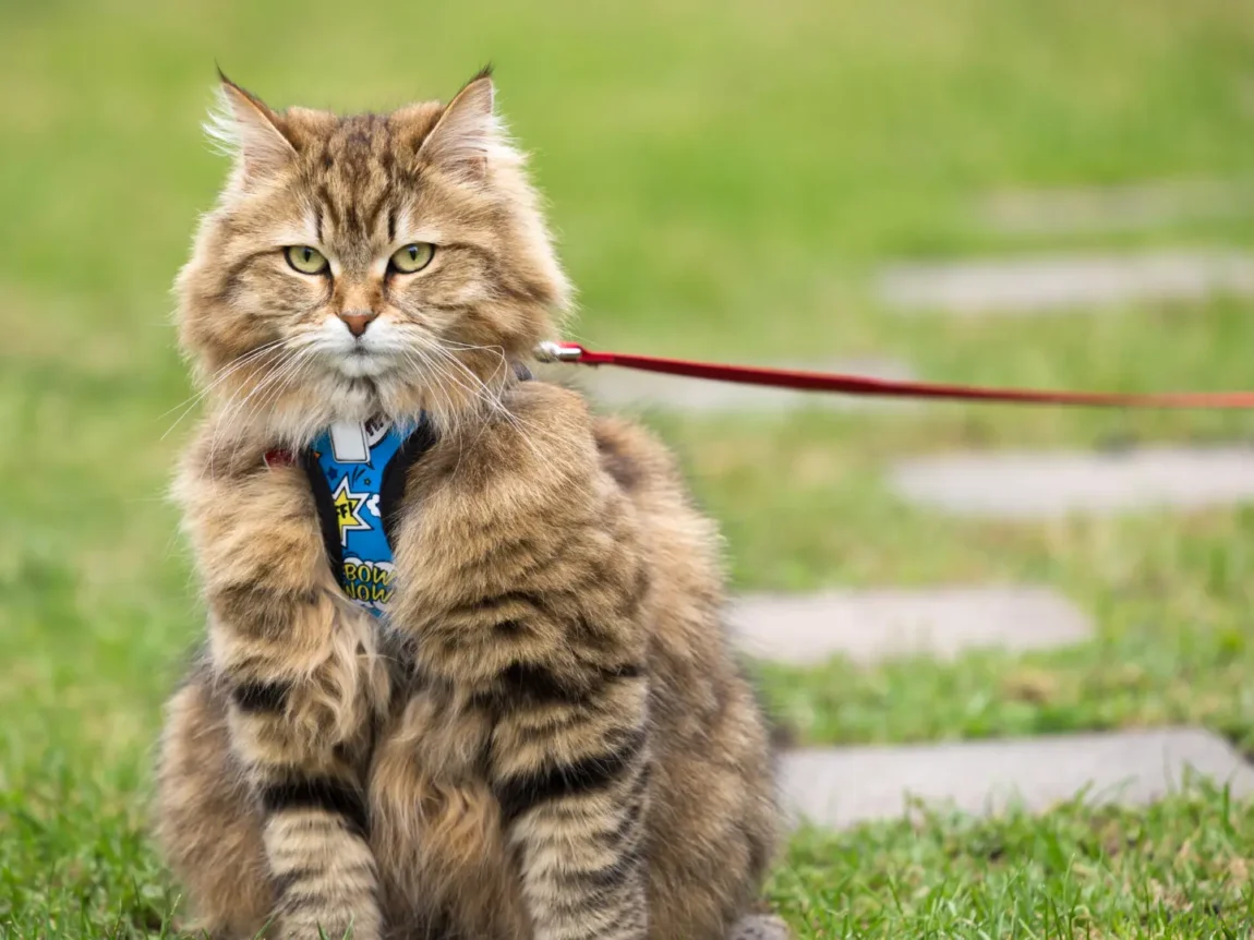caractere chat sibérien