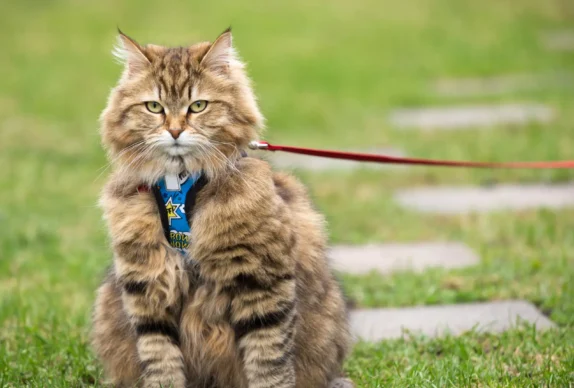 caractere chat sibérien