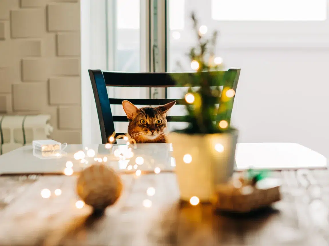un chat qui regarde les plats pendant un repas de noel