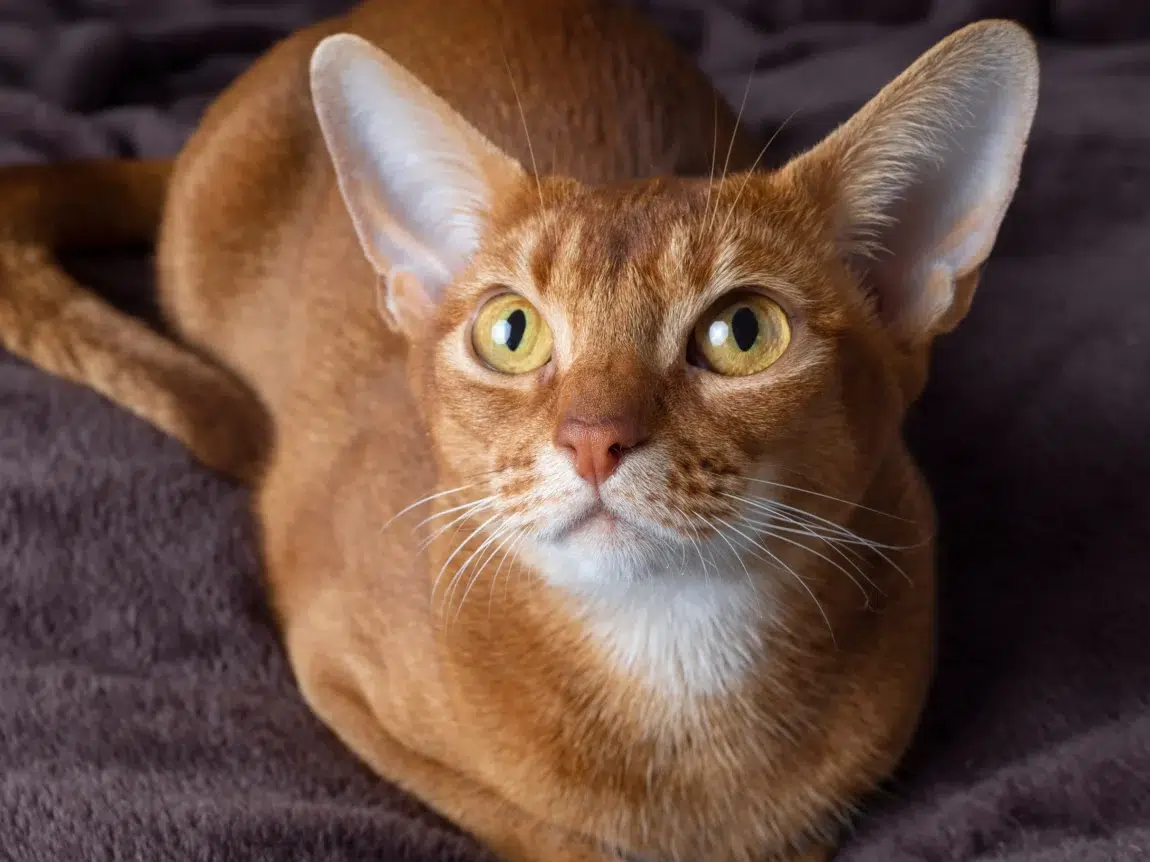 bébé chat roux abyssin