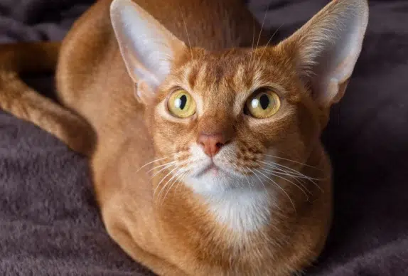 bébé chat roux abyssin