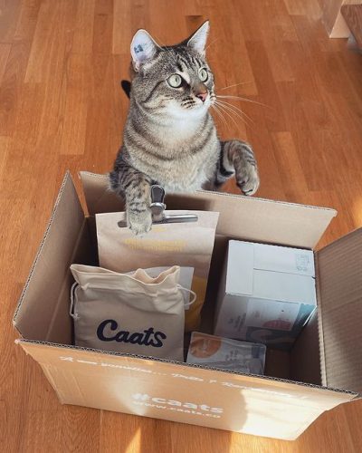 chat,chat sans céréale,chat sans céréales,chats,croquette,croquette chat sans céréale,croquette sans céréale,croquette sans céréales,croquettes,croquettes chat,croquettes chat sans cereales,croquettes chat sans céréales,croquettes chats sans,croquettes chats sans céréales,croquettes sans,croquettes sans cereales,croquettes sans céréale,croquettes sans céréales,croquettes sans céréales chat,céréales,sans,sans cereales,sans céréale chat,sans céréales,sans céréales chat