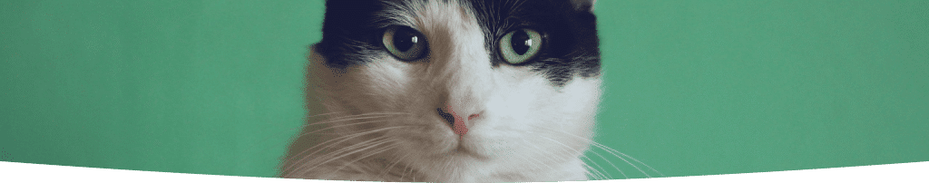 Odeurs litière chat